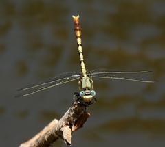 Arigomphus lentulus