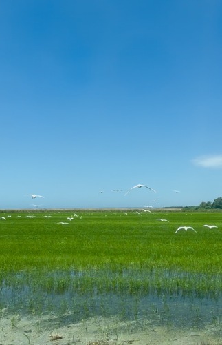 Western Cattle-Egret