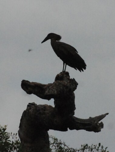 iNaturalist image