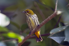 Dicaeum chrysorrheum