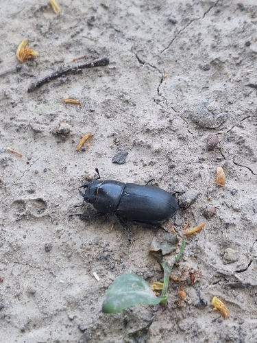 Lesser Stag Beetle