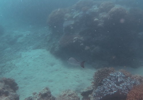 Lutjanus lemniscatus observed 2026-07-13