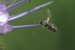 Ceratina