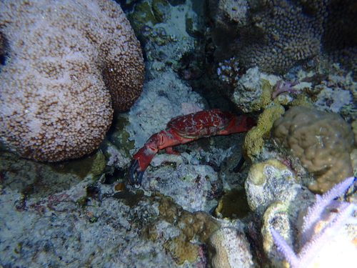Etisus splendidus observed 2026-07-17