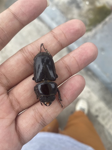 Dorcus hopei hopei