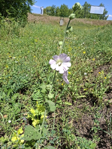 Alcea biennis