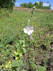 Alcea biennis