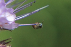 Ceratina