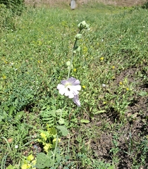 Alcea biennis, photograph (c) Ross Krisztina, some rights reserved (CC BY)