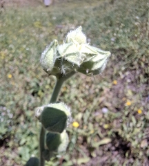 Alcea biennis, photograph (c) Ross Krisztina, some rights reserved (CC BY)