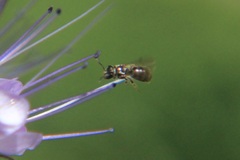 Ceratina
