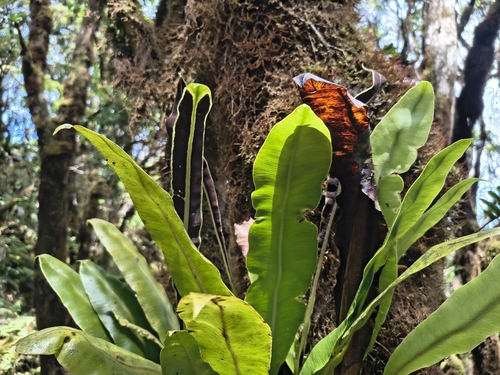 Elaphoglossum crassicaule observed 2026-07-18