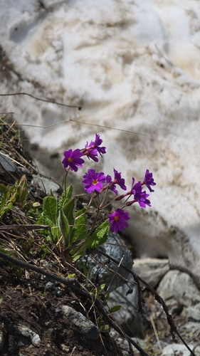 Primula amoena, photograph 3