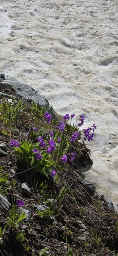 Primula amoena, photograph 4