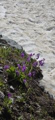 Primula amoena, photograph (c) Алена Ручка, some rights reserved (CC BY)