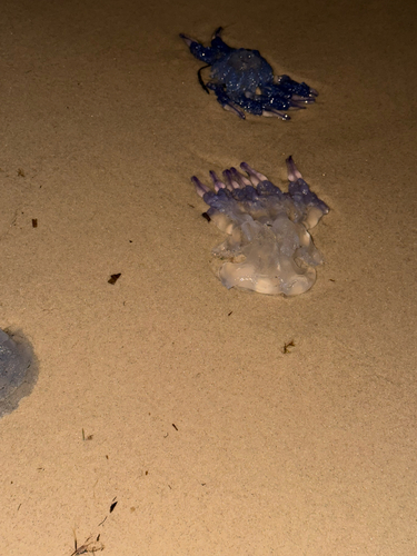 Barrel Jelly