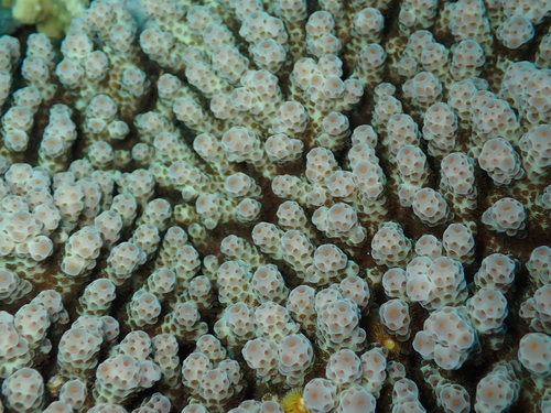 Acropora sarmentosa observed 2026-07-17