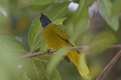 Brachypodius melanocephalos
