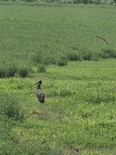 Black Stork