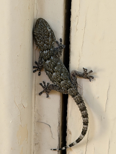 Moorish Gecko