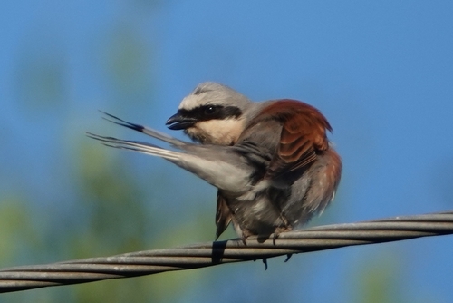 Alcaudón dorsirrojo (Lanius collurio)