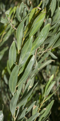 Acacia stricta