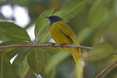 Brachypodius melanocephalos