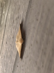 Tetracis cervinaria