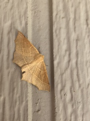 Tetracis cervinaria