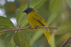 Brachypodius melanocephalos