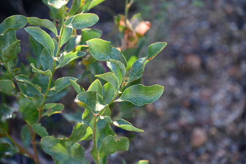 Daviesia latifolia, photograph 3