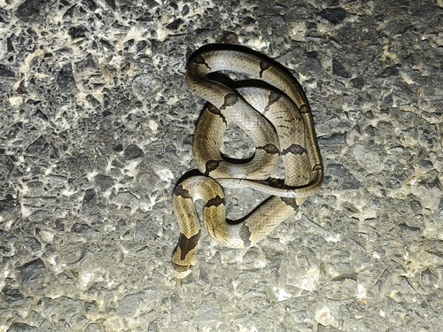 Chinese Kukri Snake