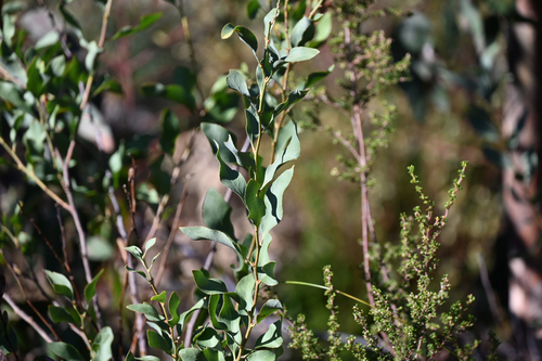 Daviesia latifolia, photograph 2