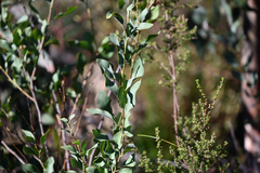 Daviesia latifolia, photograph (c) Bryce Watts-Parker, some rights reserved (CC BY)