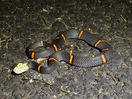 Fea's Viper