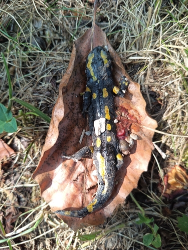 Feuersalamander