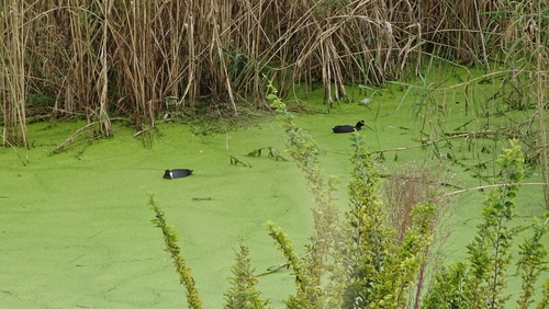 iNaturalist image