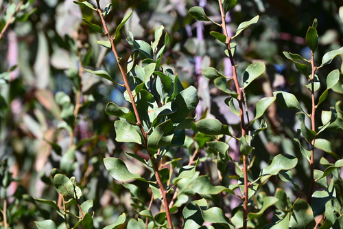 Daviesia latifolia, photograph 1