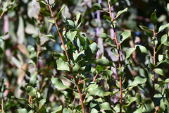 Daviesia latifolia, photograph (c) Bryce Watts-Parker, some rights reserved (CC BY)