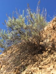 Artemisia californica