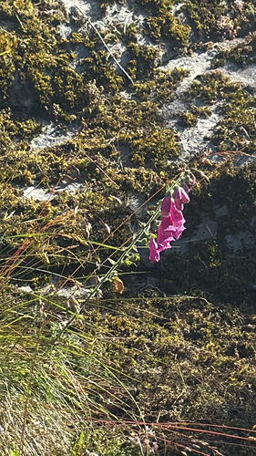 purple foxglove