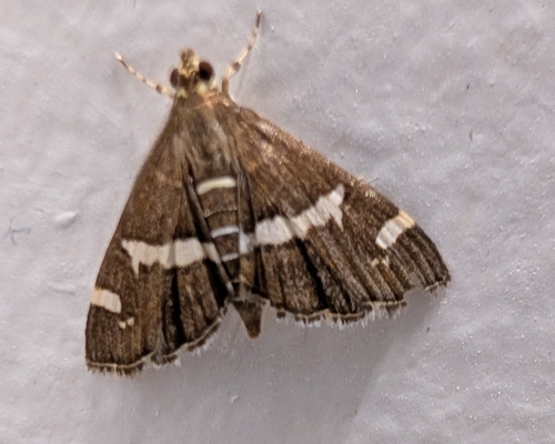 Hawaiian Beet Webworm Moth