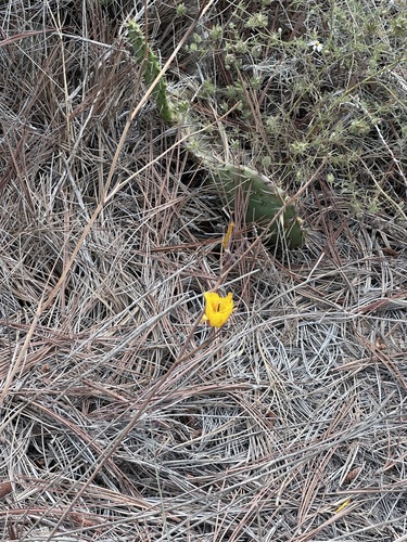 Calochortus weedii, photograph 2
