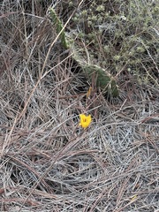 Calochortus weedii, photograph (c) BJ Smit, some rights reserved (CC BY)