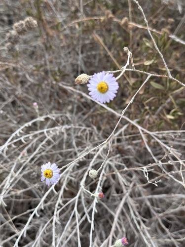Erigeron foliosus, photograph 2