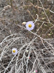 Erigeron foliosus, photograph (c) BJ Smit, some rights reserved (CC BY)