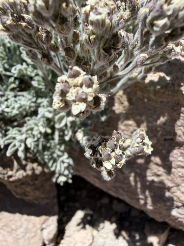 Smelowskia ovalis, 2026-07-18