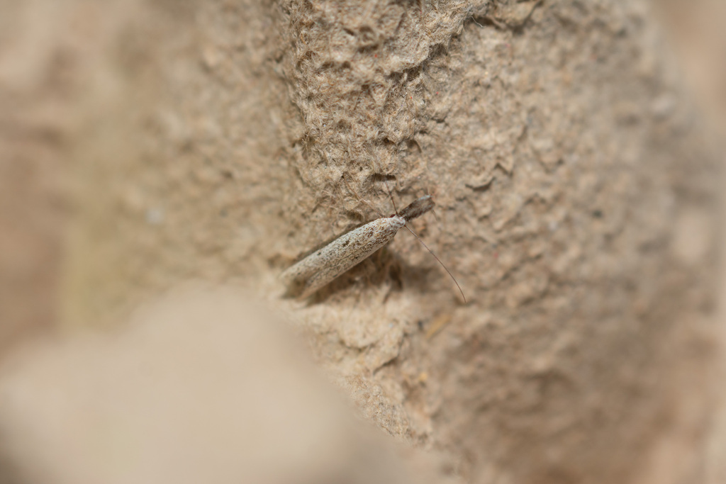 Pleurota andalusica
