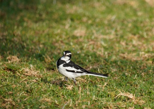 iNaturalist image
