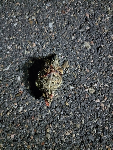 Texas Horned Lizard